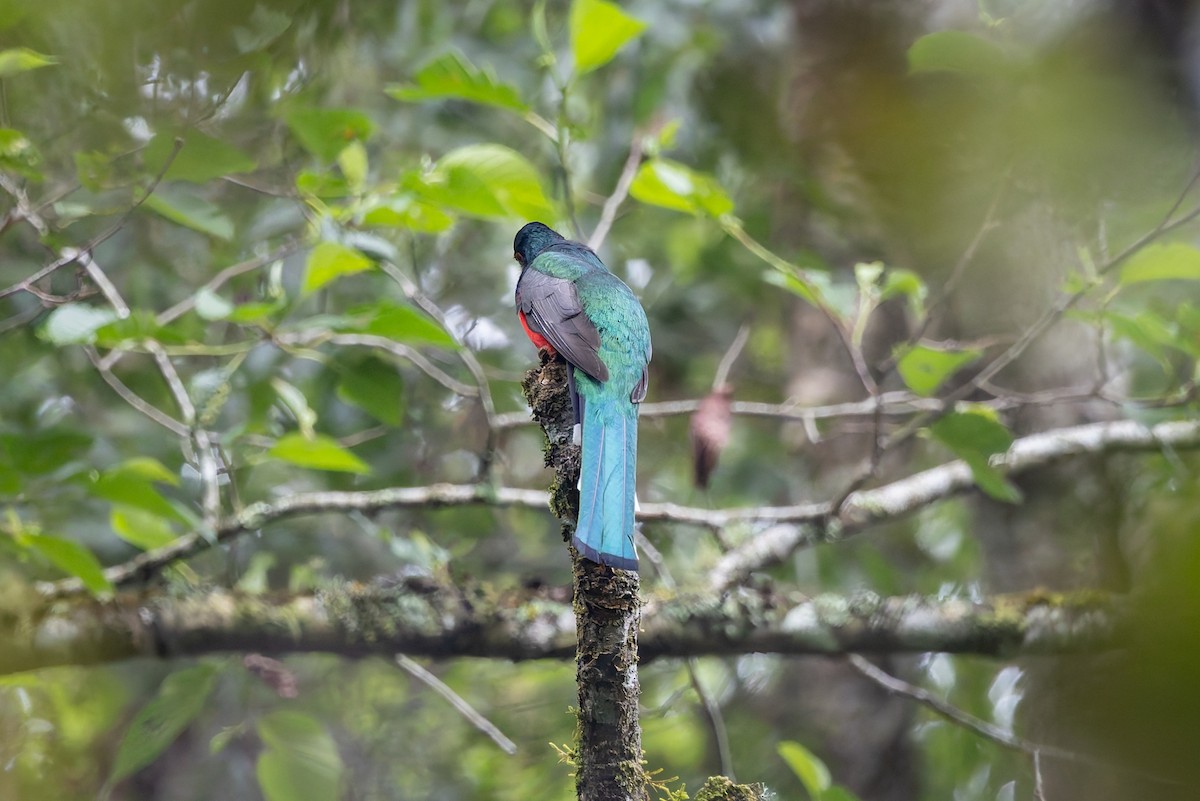 Meksika Trogonu - ML642675047
