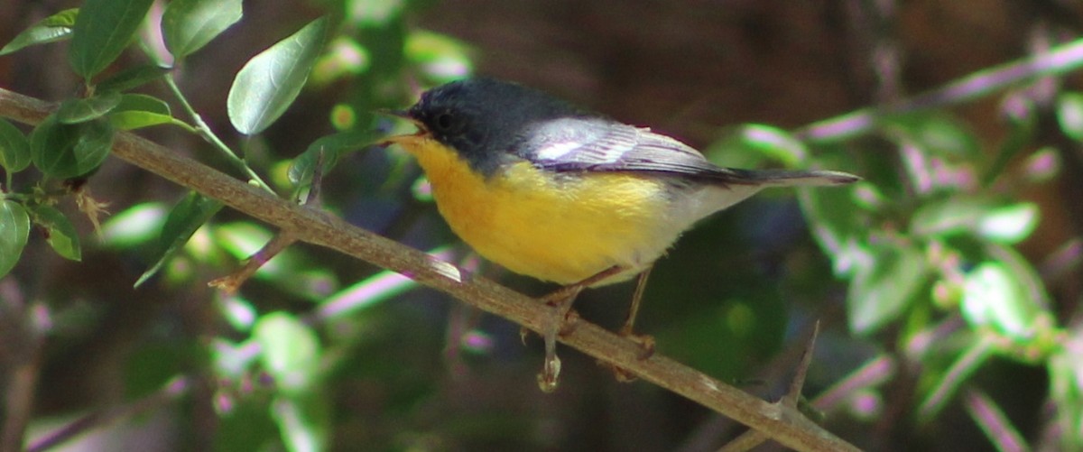 Tropical Parula - ML642675078