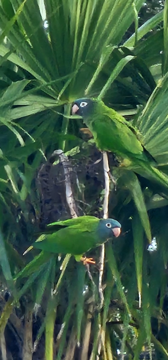 Blue-crowned Parakeet - ML642675084