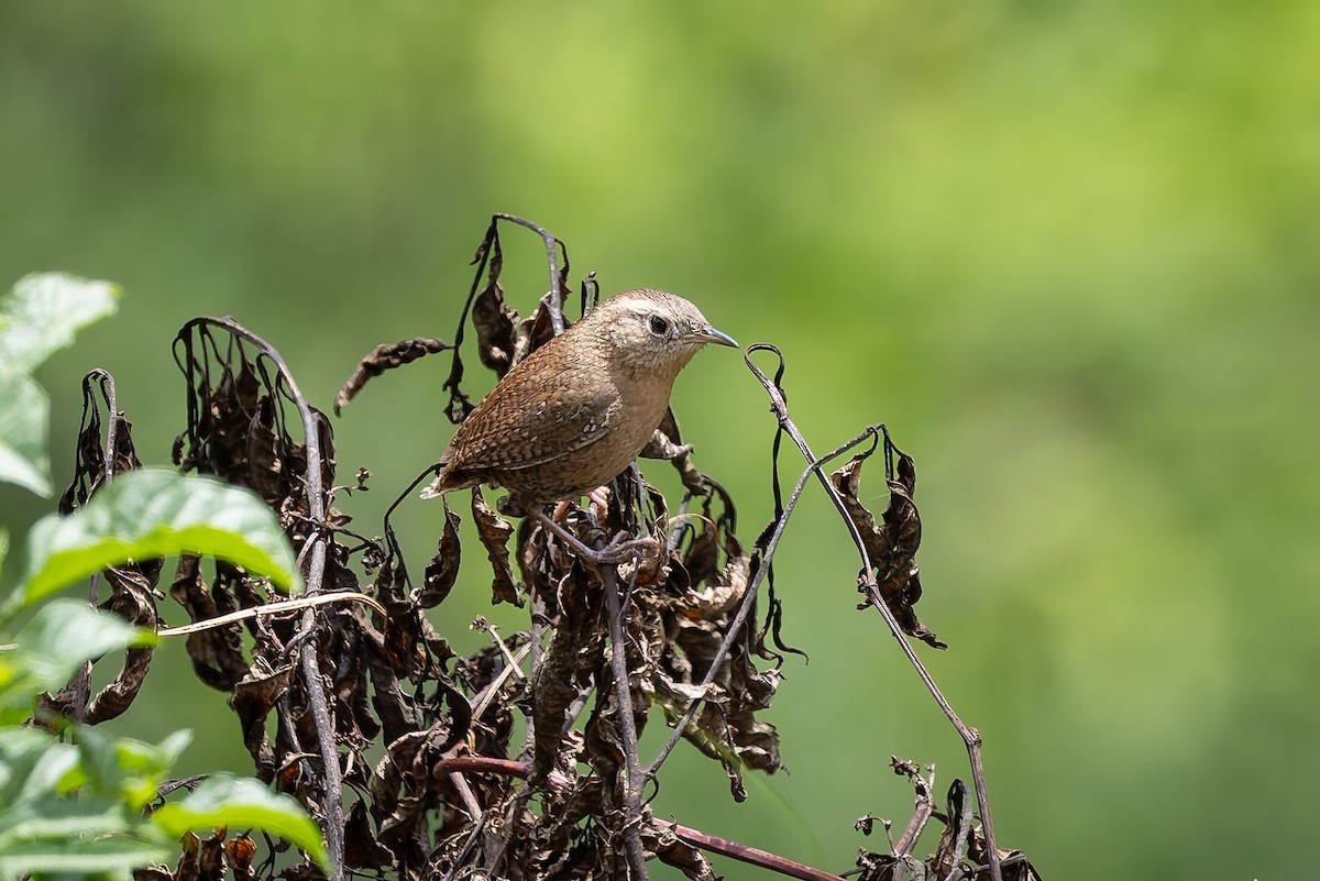 Northern House Wren (Brown-throated) - ML642675087