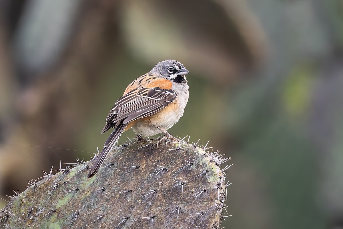 Bridled Sparrow - ML642675108