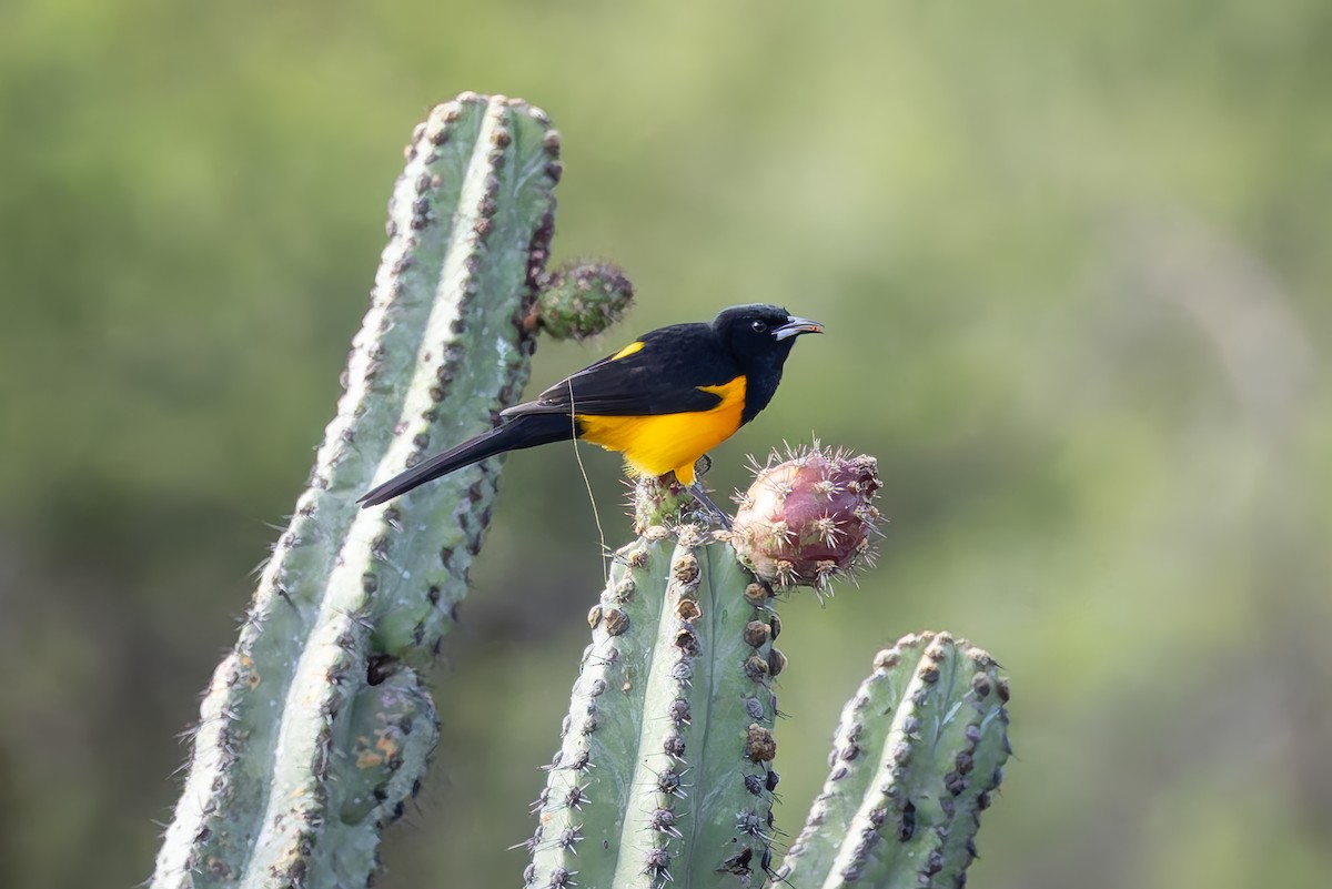 Black-vented Oriole - ML642675116