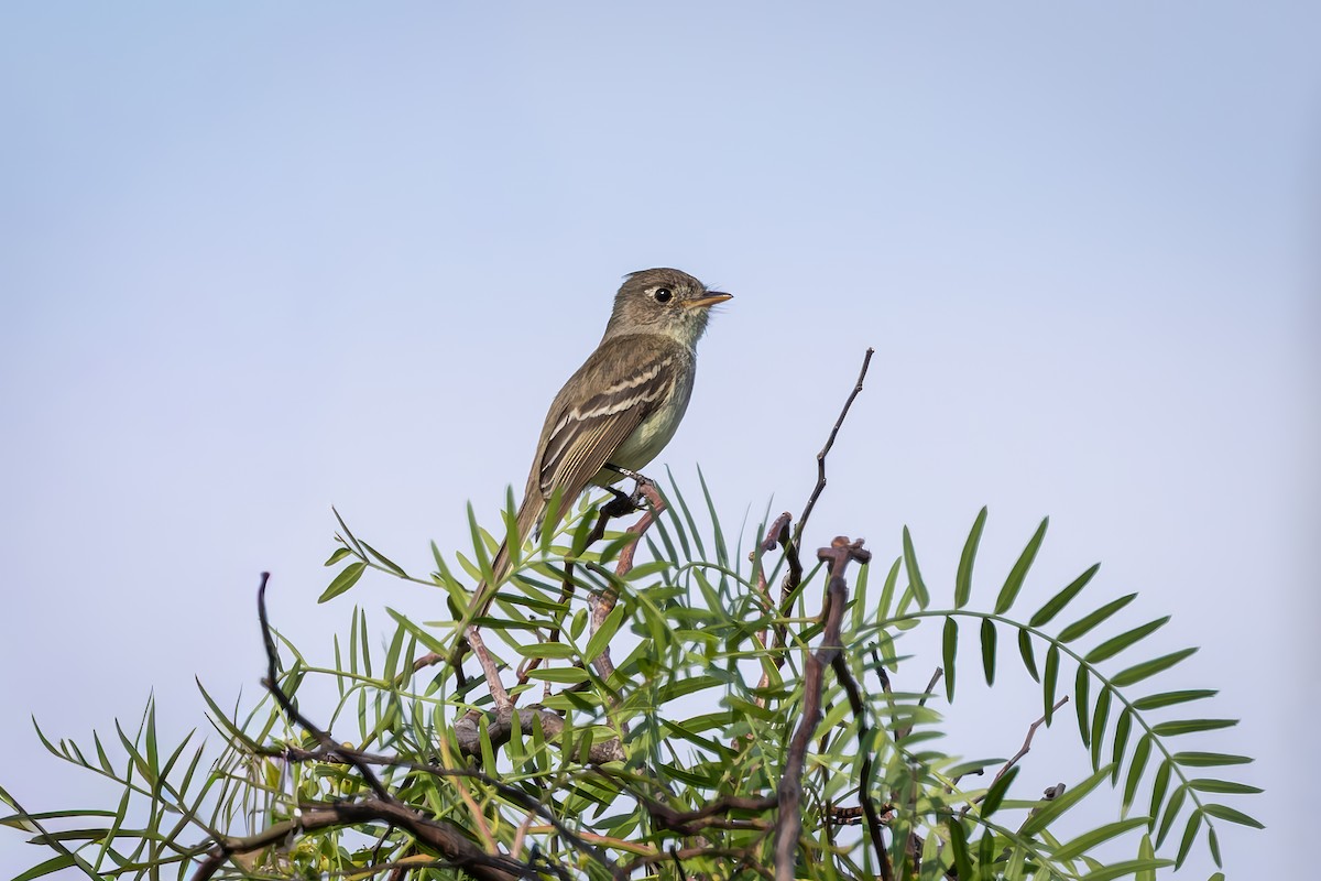 Balsas Sinekkapan - ML642675123