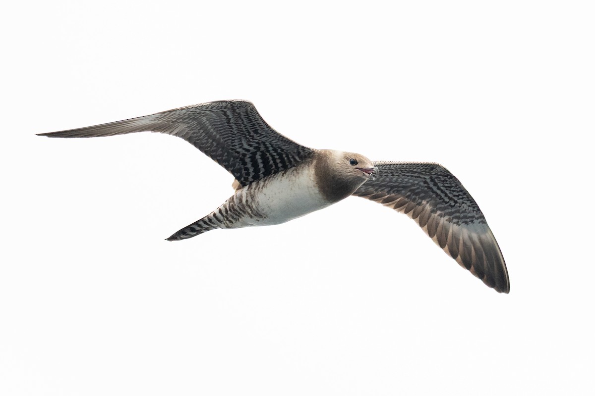 Long-tailed Jaeger - ML642675131
