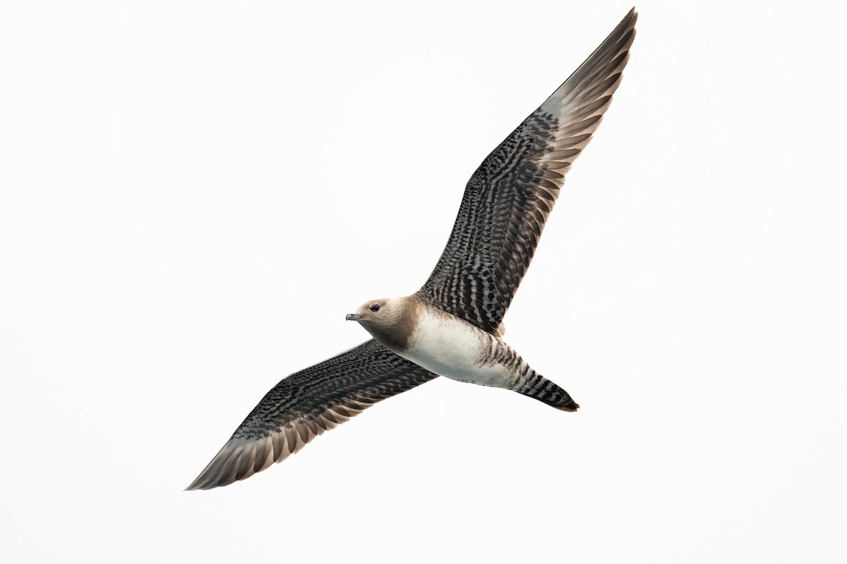 Long-tailed Jaeger - ML642675132