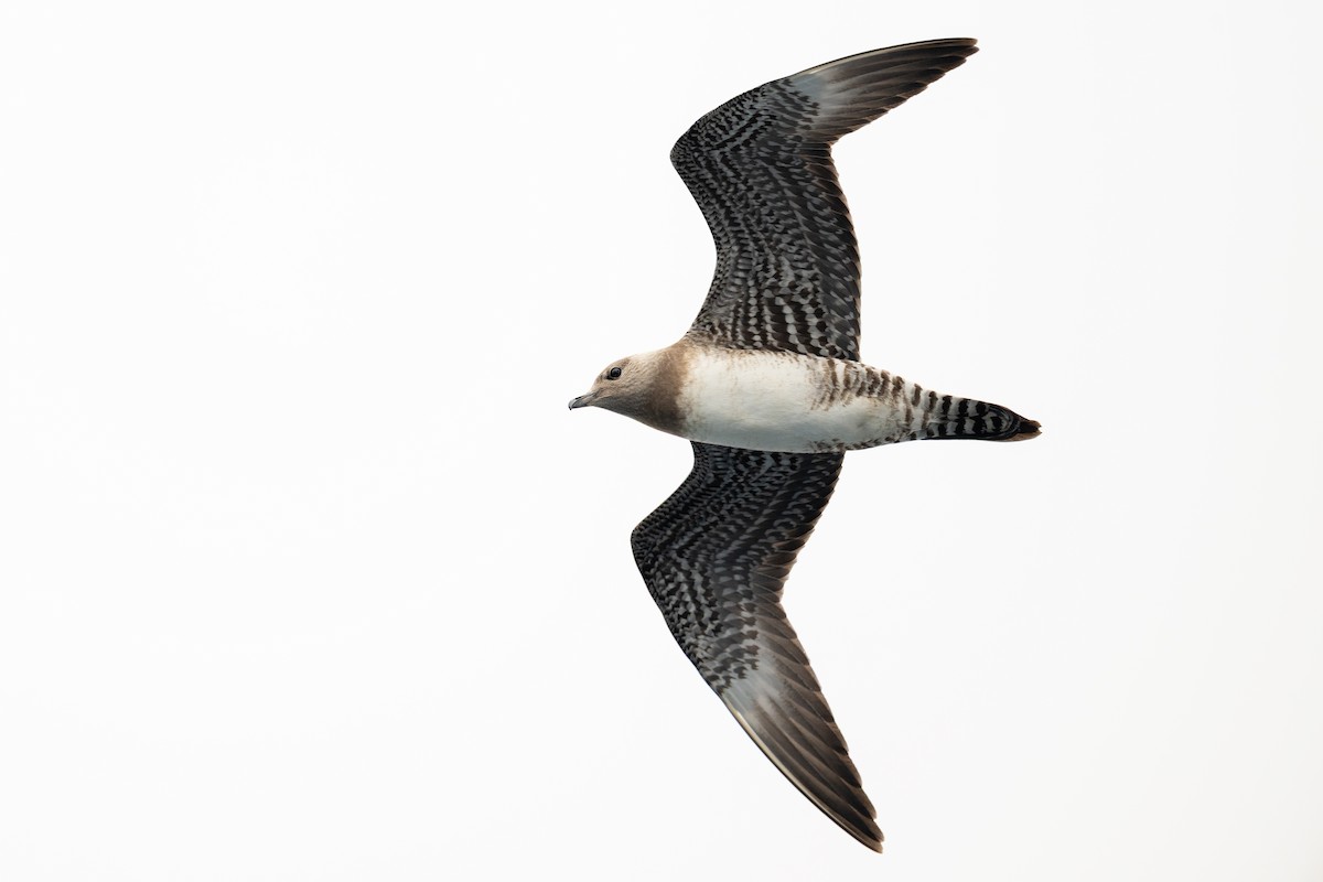 Long-tailed Jaeger - ML642675133