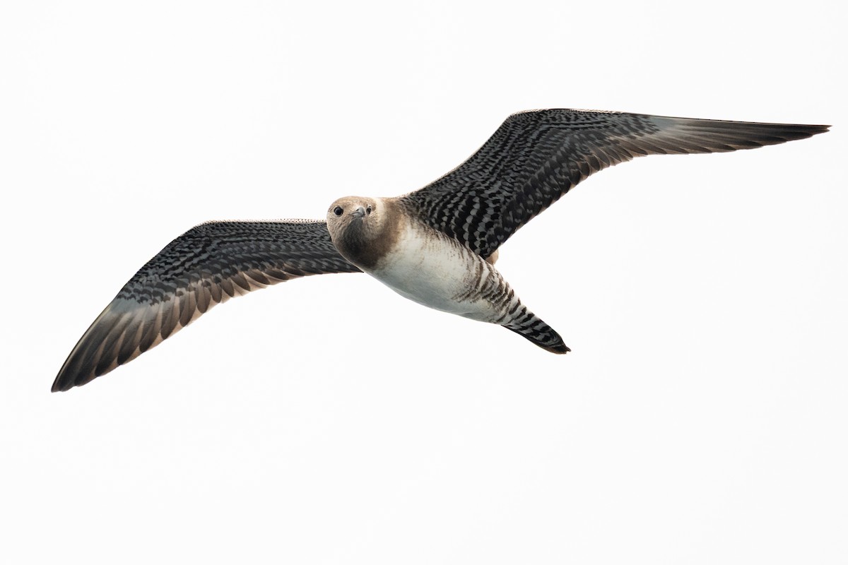 Long-tailed Jaeger - ML642675134