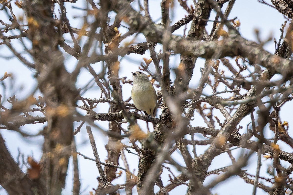 Dwarf Vireo - ML642675135