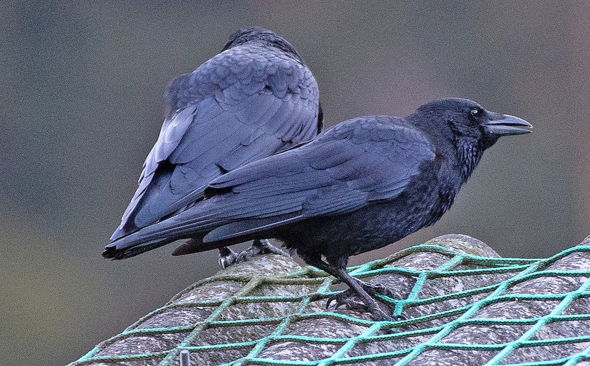 Carrion Crow - ML642675137