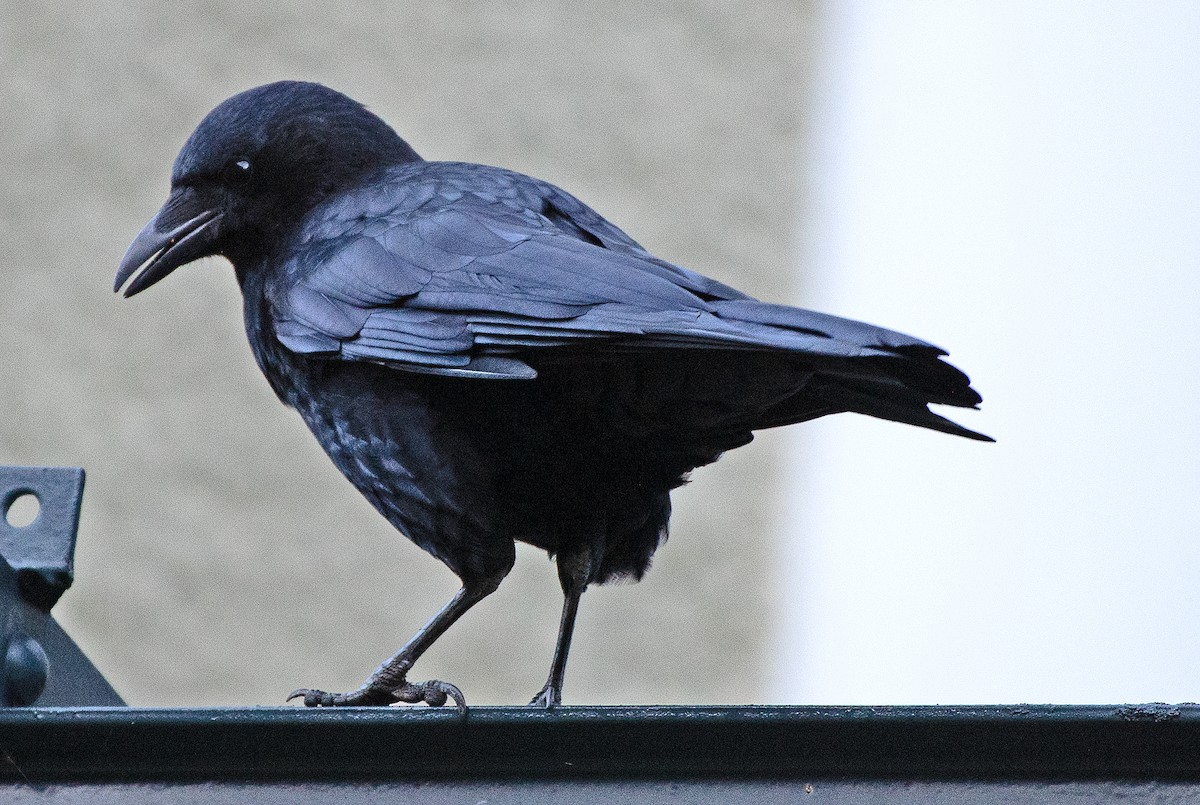 Carrion Crow - ML642675138