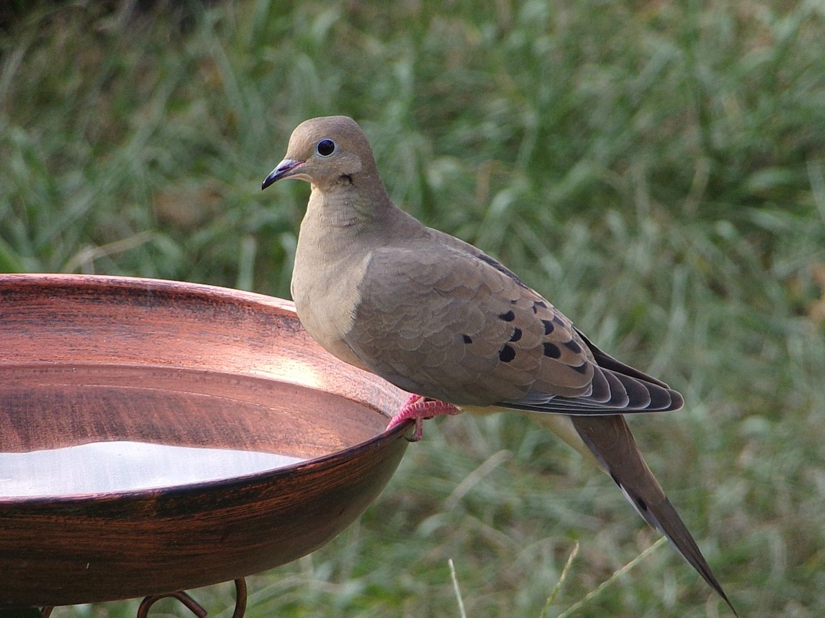 Mourning Dove - ML642675139