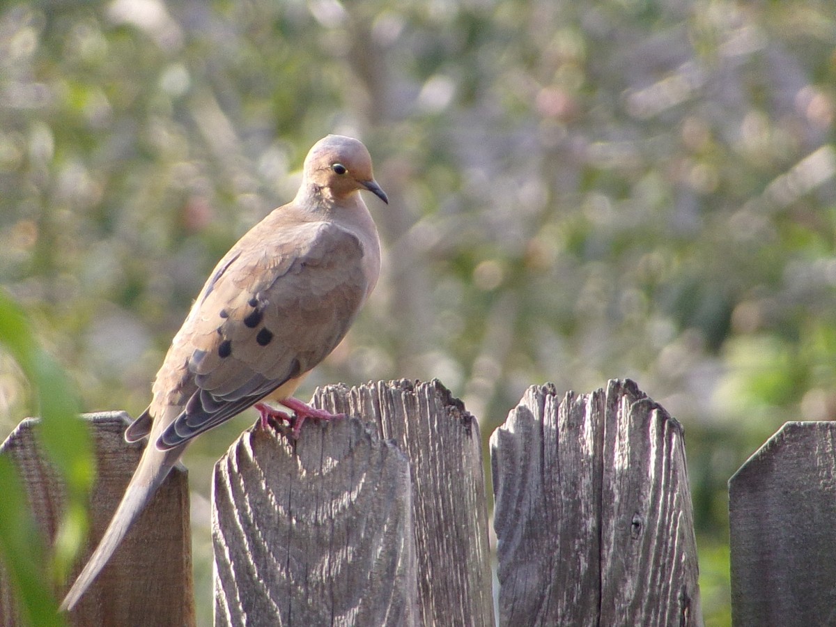 Mourning Dove - ML642675141