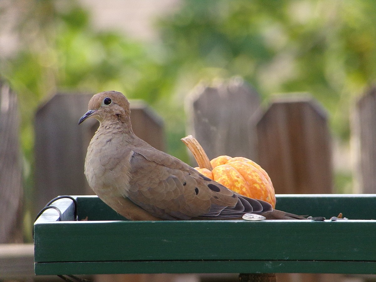 Mourning Dove - ML642675143