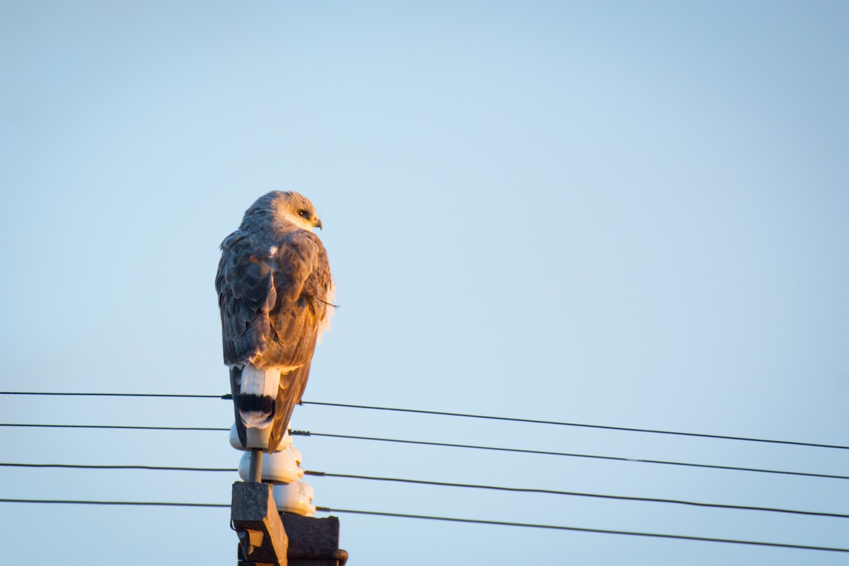 Variable Hawk - ML642675144