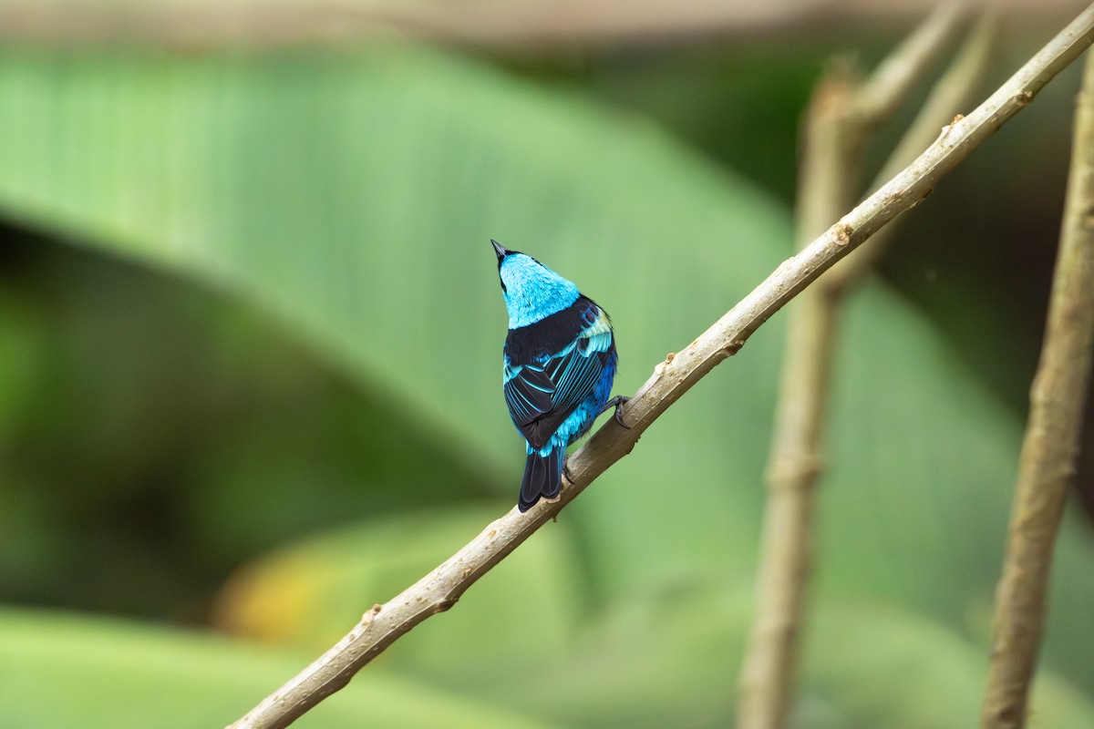 Blue-necked Tanager - ML642675145