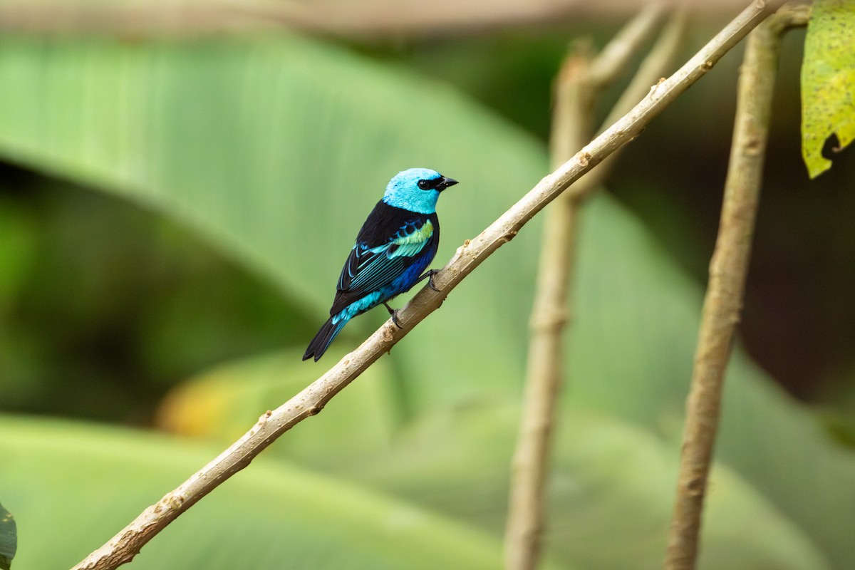 Blue-necked Tanager - ML642675146
