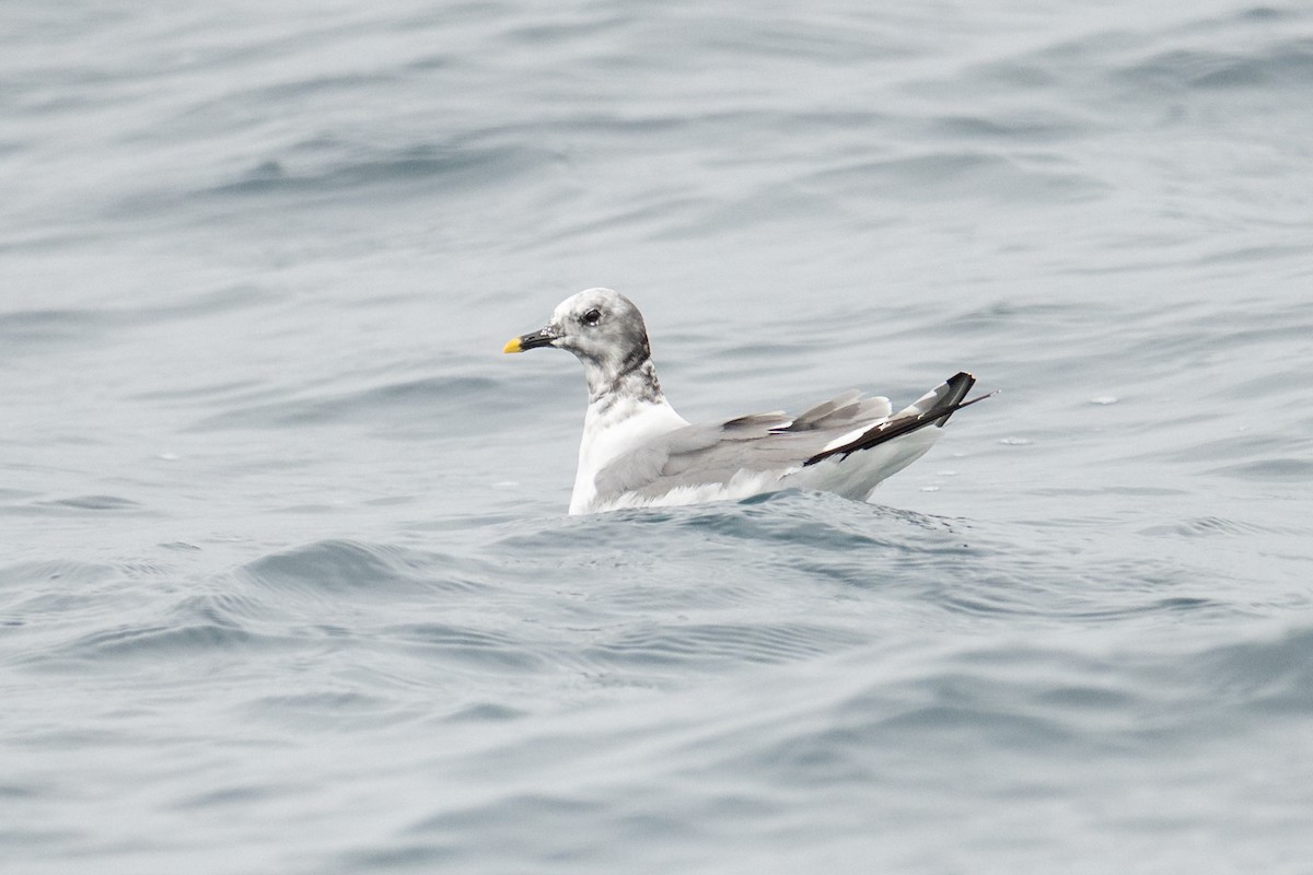 Sabine's Gull - ML642675147