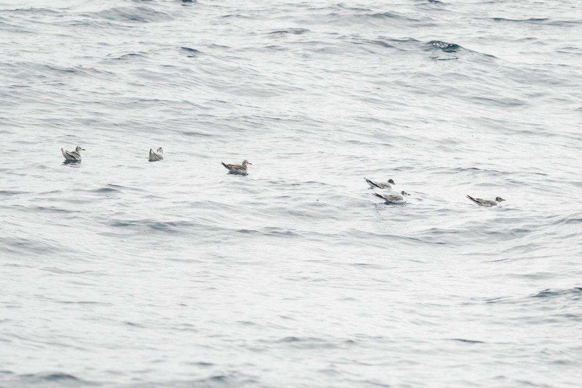 Sabine's Gull - ML642675148