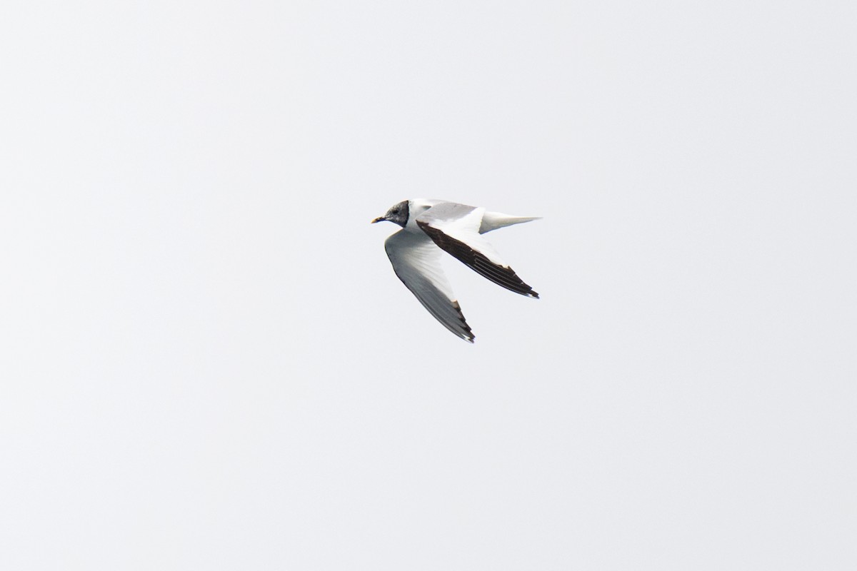 Sabine's Gull - ML642675149