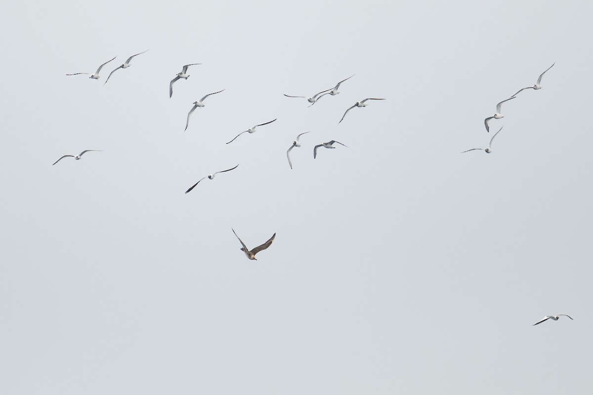 Sabine's Gull - ML642675150