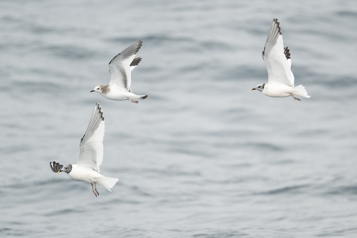 Sabine's Gull - ML642675151