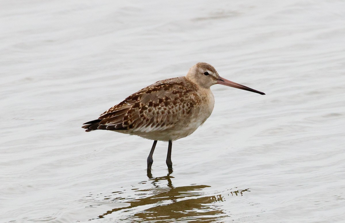 Black-tailed Godwit - ML642675152