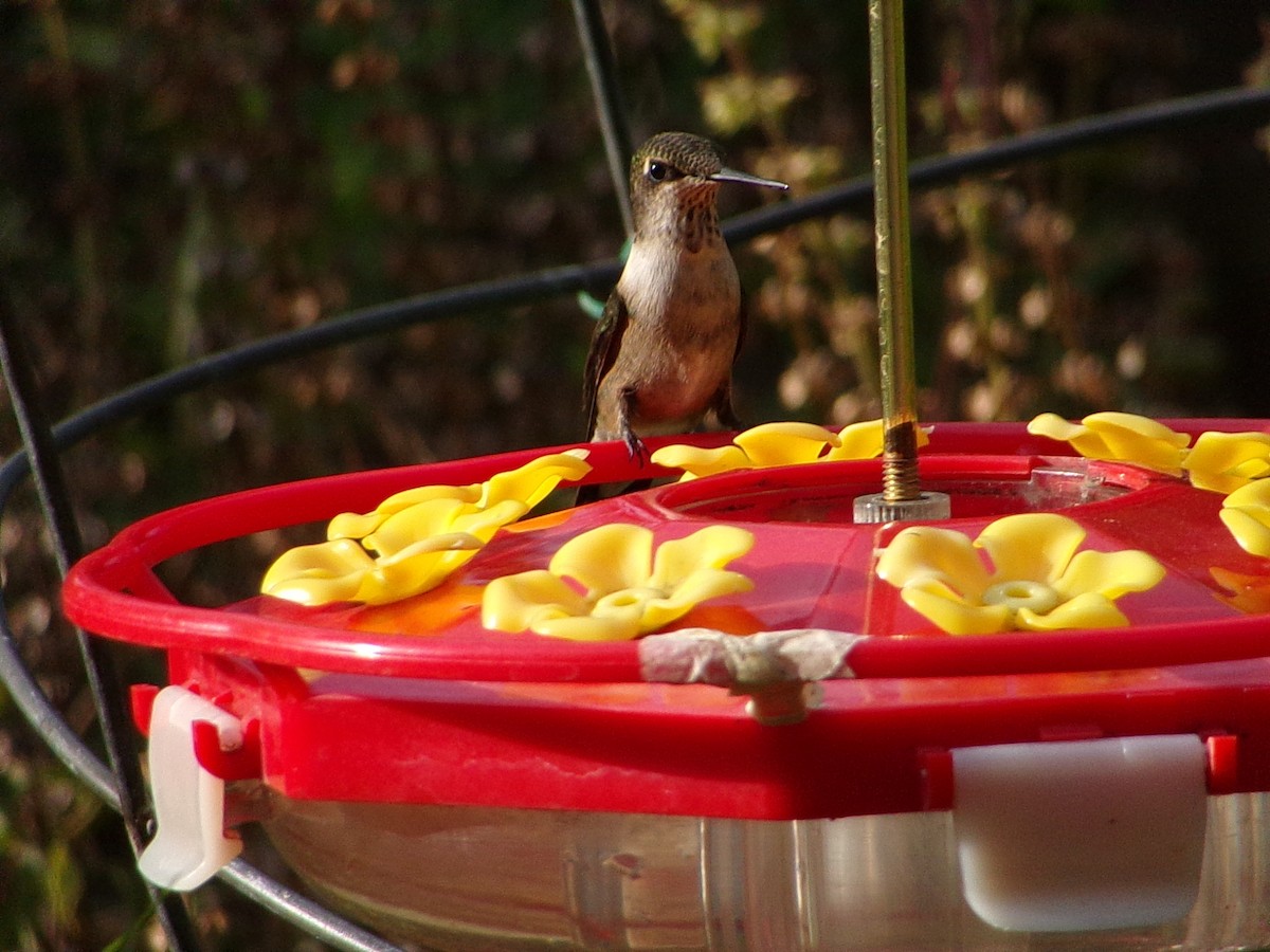Ruby-throated Hummingbird - ML642675154