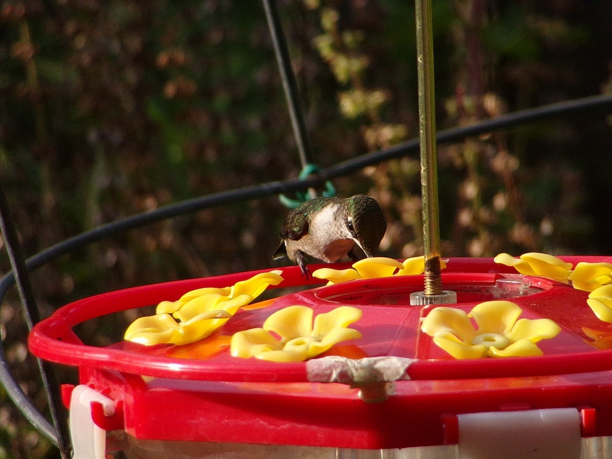 Ruby-throated Hummingbird - ML642675155