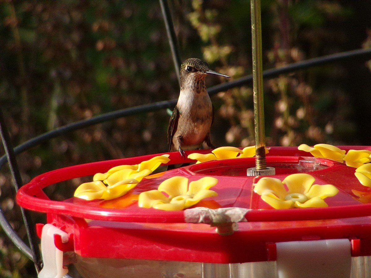 Ruby-throated Hummingbird - ML642675156