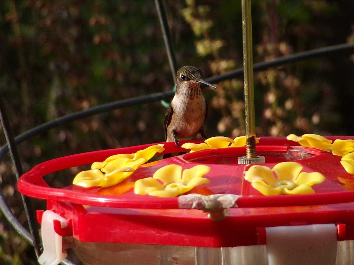 Ruby-throated Hummingbird - ML642675157