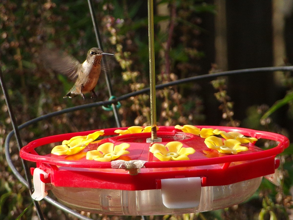Ruby-throated Hummingbird - ML642675158