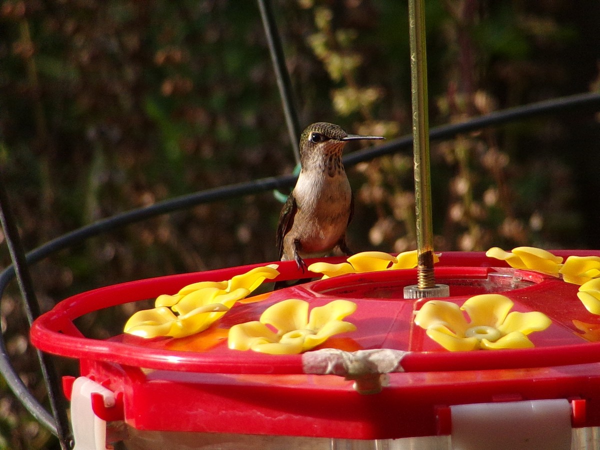 Ruby-throated Hummingbird - ML642675159