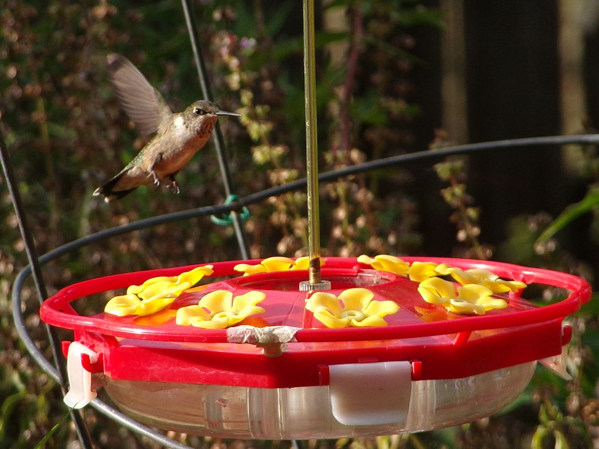 Ruby-throated Hummingbird - ML642675160