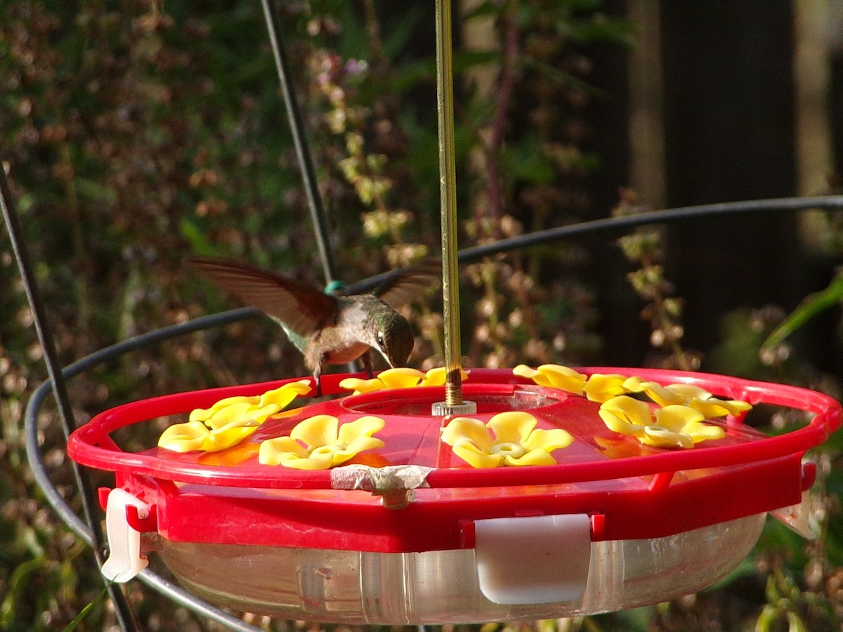 Ruby-throated Hummingbird - ML642675161