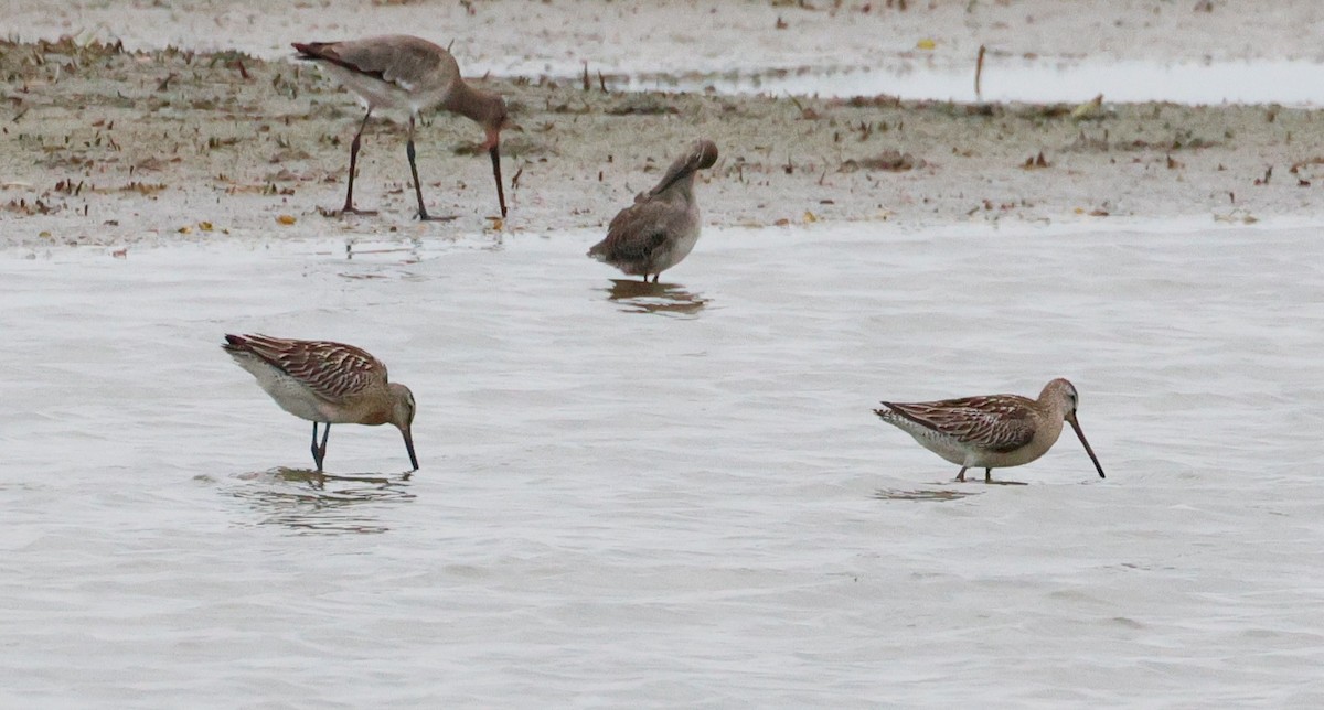 Asian Dowitcher - ML642675162