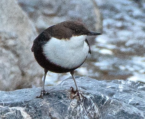 White-throated Dipper - ML642675163