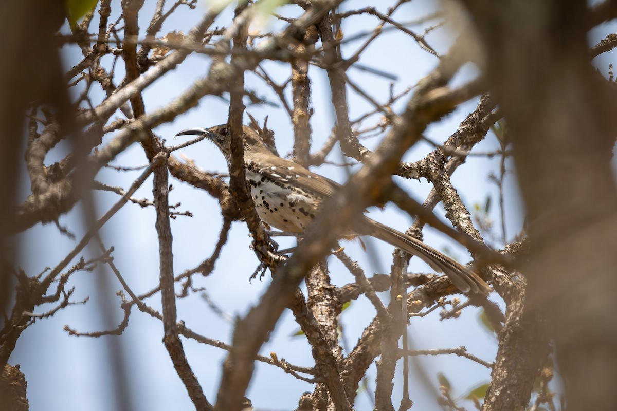 Ocellated Thrasher - ML642675164