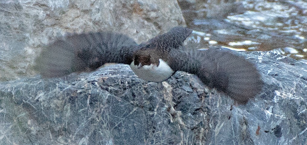 White-throated Dipper - ML642675165