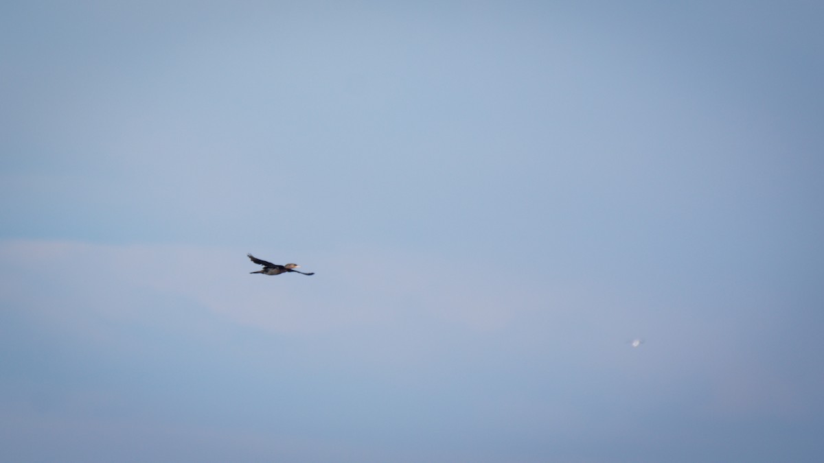 Neotropic Cormorant - ML642675166