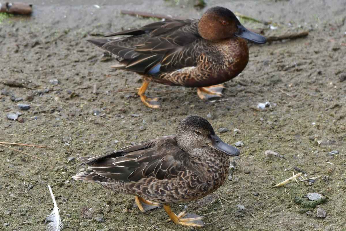 Cinnamon Teal - ML642675167