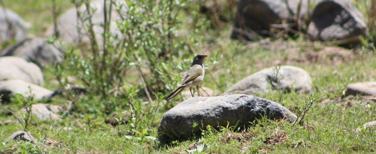 Great Pampa-Finch - ML642675171
