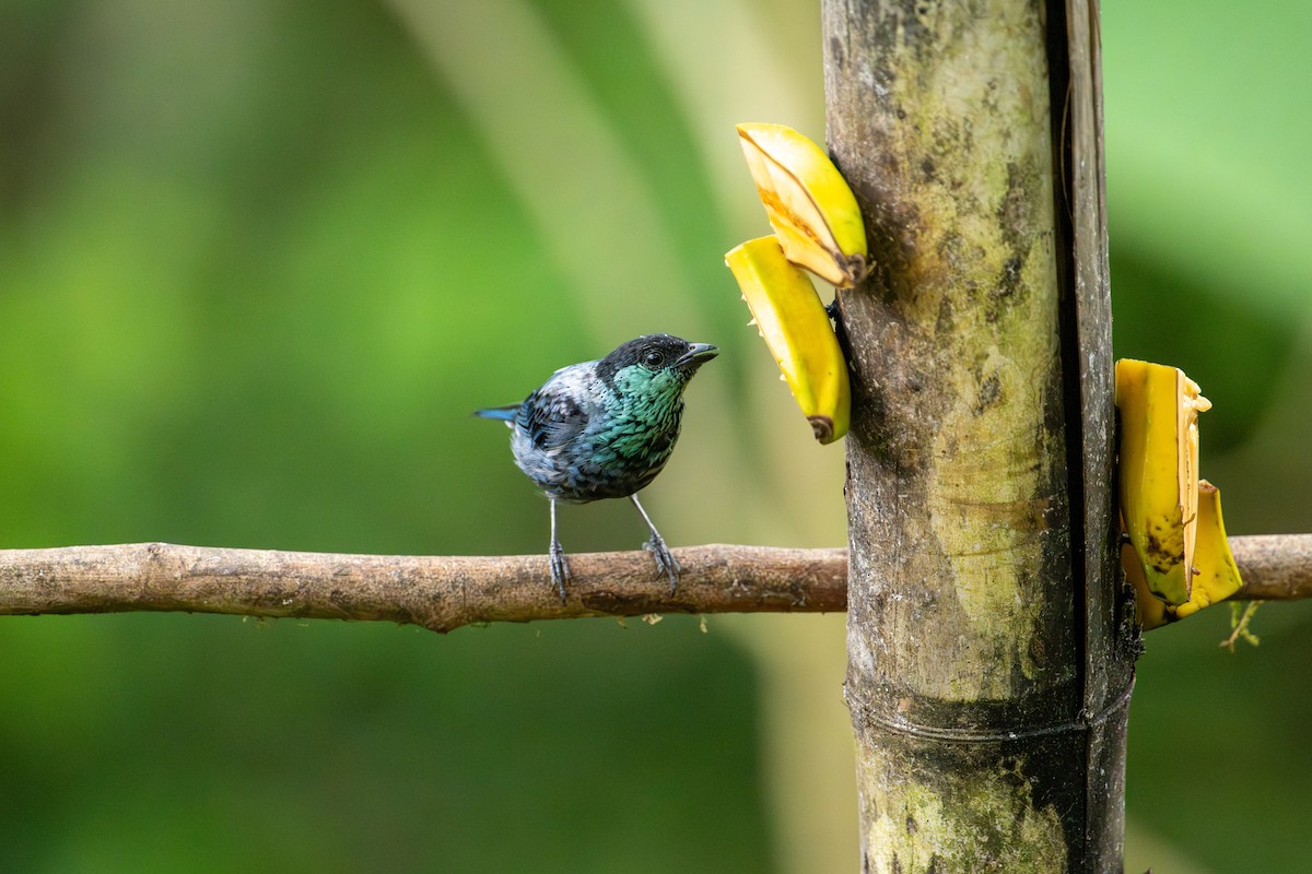 Black-capped Tanager - ML642675182