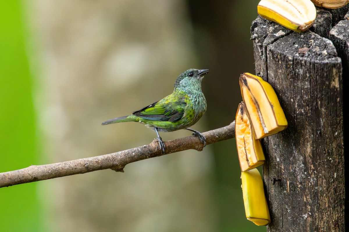 Black-capped Tanager - ML642675183