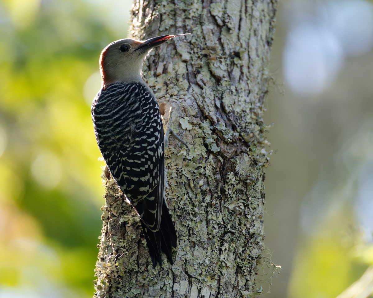 Red-bellied Woodpecker - ML642675185