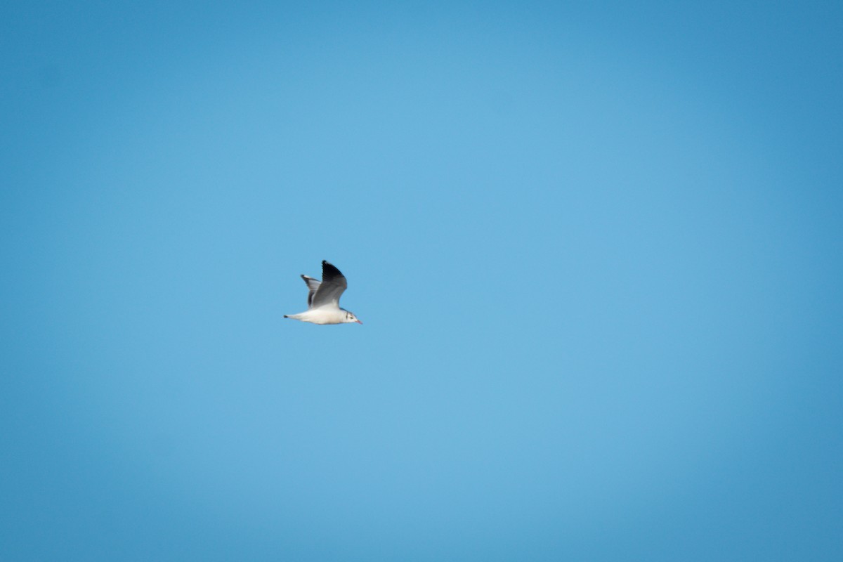 Mouette de Patagonie - ML642675189