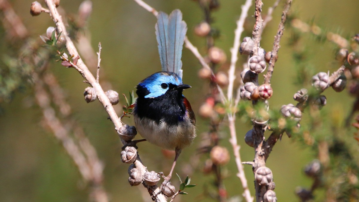 Variegated Fairywren - ML64267521