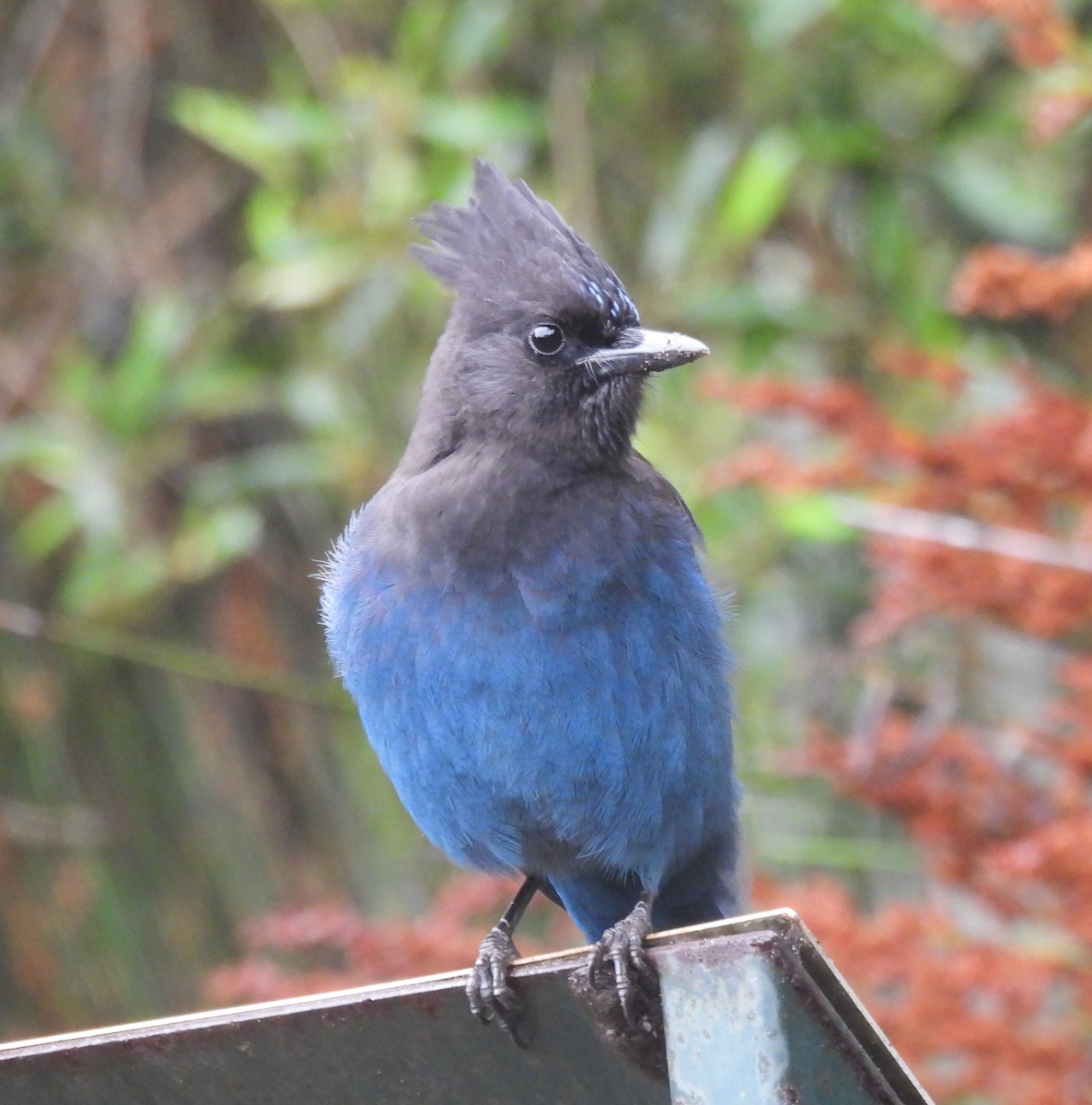 Steller's Jay - ML642675222