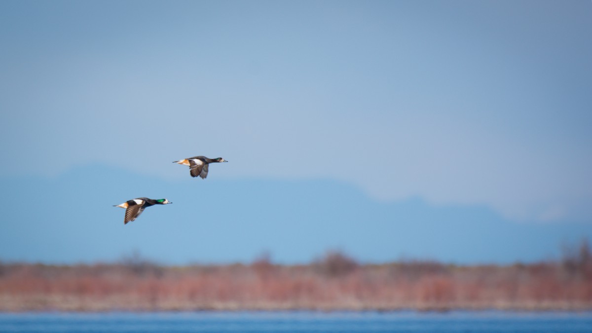 Canard de Chiloé - ML642675223