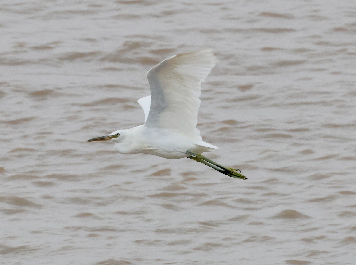 Chinese Egret - ML642675226