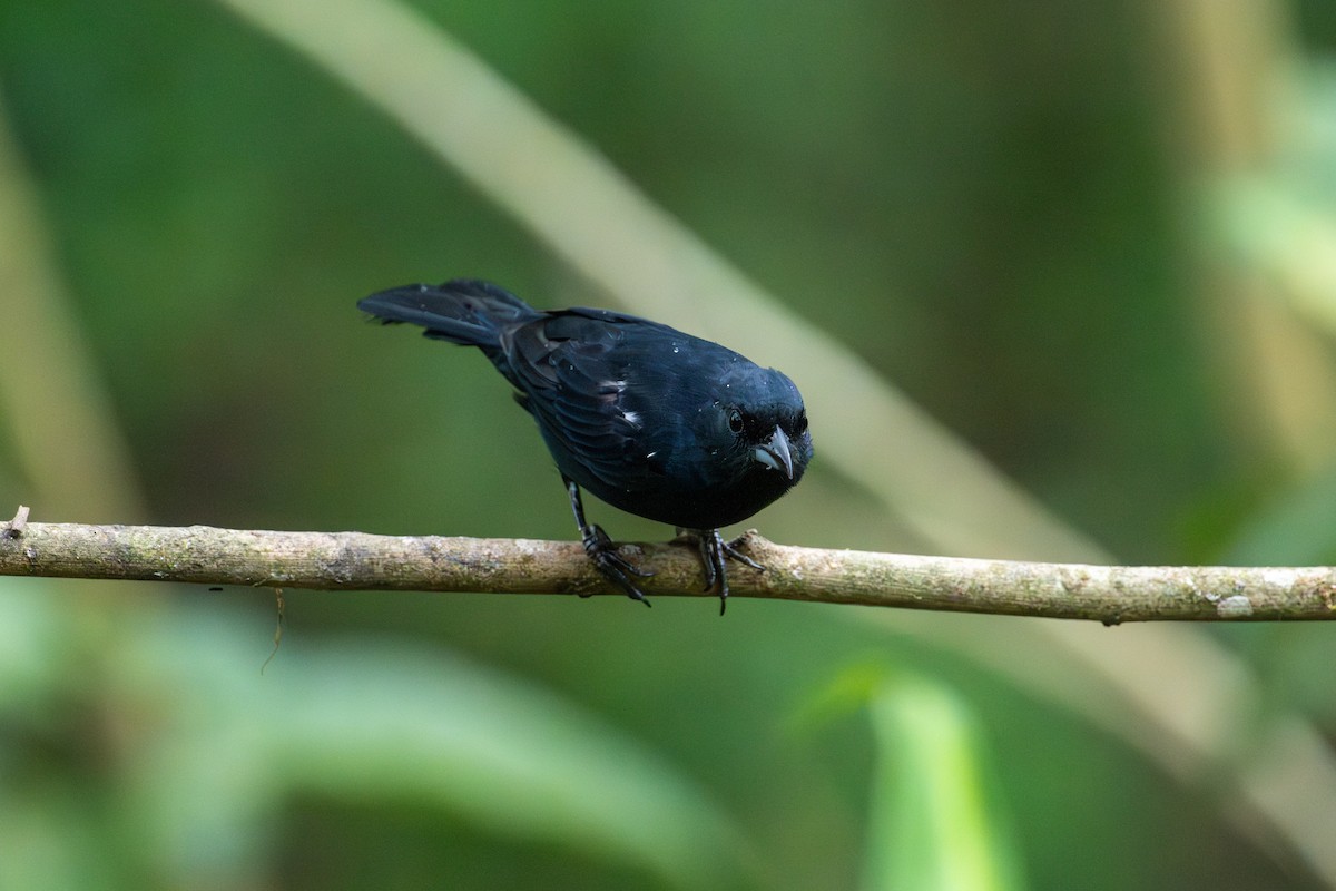 White-lined Tanager - ML642675229